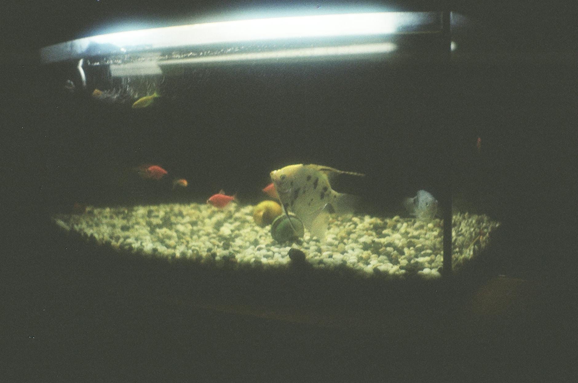 Kolorowe rybki i skalar pływające w ciemnym akwarium