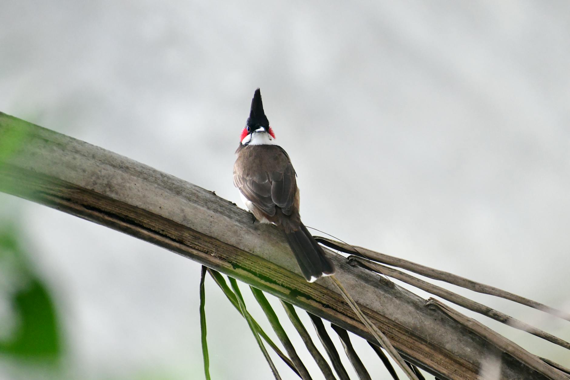 Ptak red-whiskered bulbul siedzący na cienkiej gałęzi